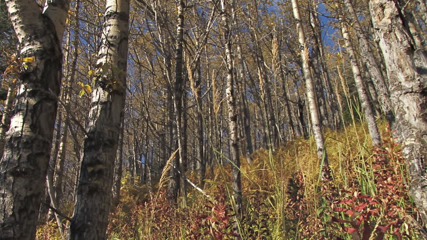 Low angle dolly shot of autumnal birch and cottonwood forest.