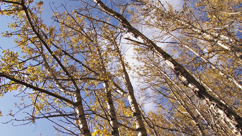 Low angle dolly shot of birch treetops and blue sky.