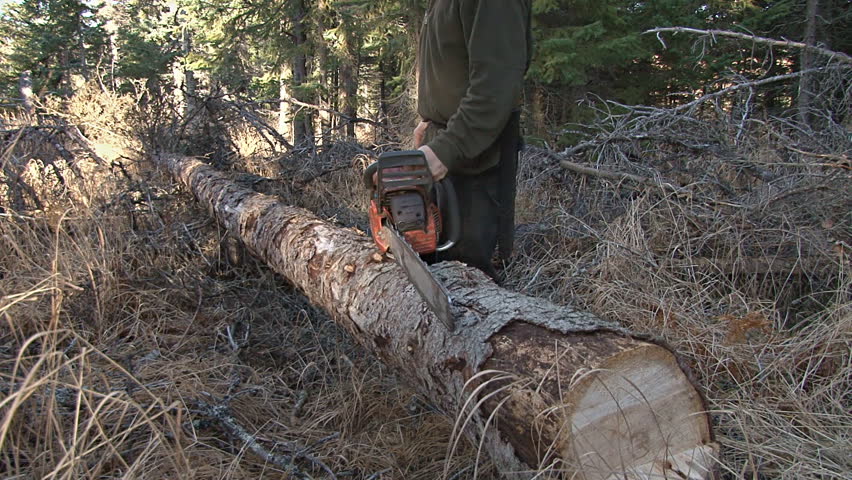 Using a chainsaw to cut a length of spruce to a portable size.
