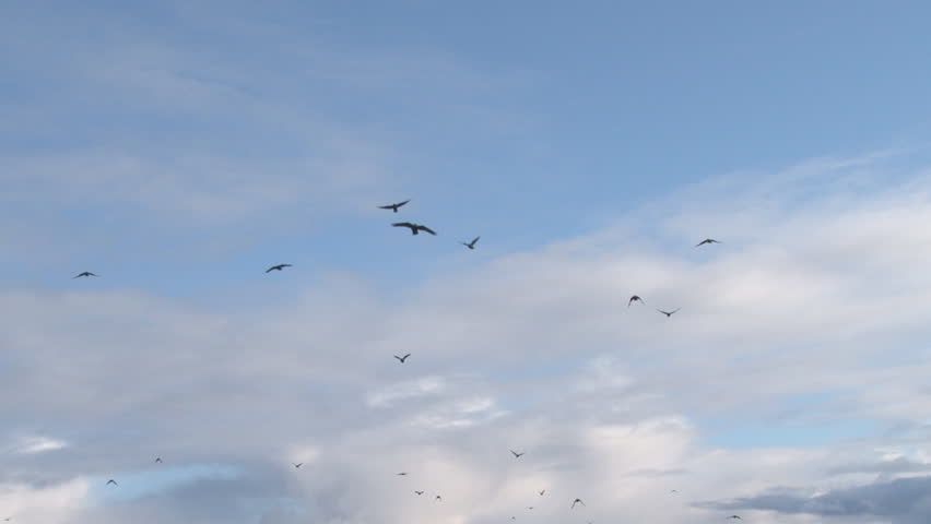 A flock (murder) of crows flying in a brilliant blue cloudy sky towards and