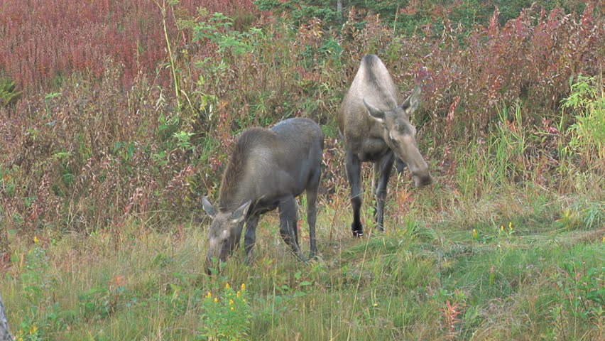 A mother-and-young pair of moose browsing in early autumn.