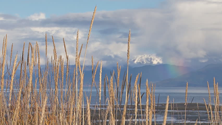 A distant rainbow in the mountains across the bay framed by waving amber