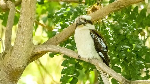 Kookaburra kingfisher bird sitting attentively on branch of gum-nut tree including sound, HD 60p