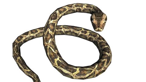 Brown Python Vector Illustration Isolated Tropical Stock Vector ...