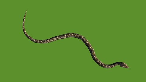 Snake & jungle carpet python crawling swimming,sliding decorative non venomous,wild animal herpetology background.  cg_01953