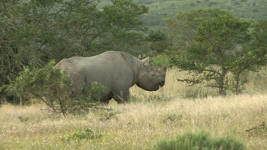 Injured black rhino eating
