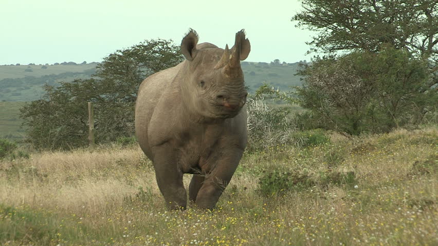 Black rhino walking towards camera