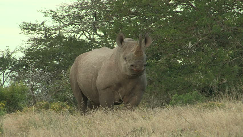 Black rhino standing still