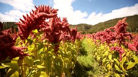 video footage of a colorful Quinoa field with red plants on a sunny day.