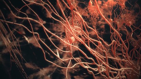 Photo-Realistic Neuron synapse network animation. Infinite Loop inside the human brain.