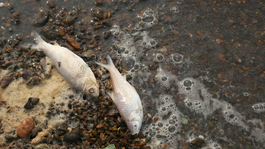 Dead fish along the dam