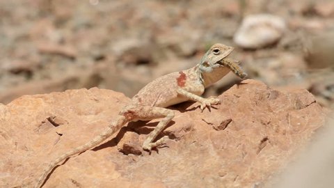 Agama lizard on a rock
Close shot Agama lizard on a rock
