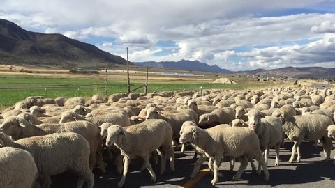 Sheep herd being moved down paved road. Shepherds and herding dogs moving flock to new pasture on a beautiful fall day outside Fountain Green, UT