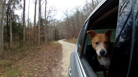 Dog enjoying a ride on a rural forest road crossing stream. Heeler mix enjoying the wind and watching the world go by outside Beattyville, KY.