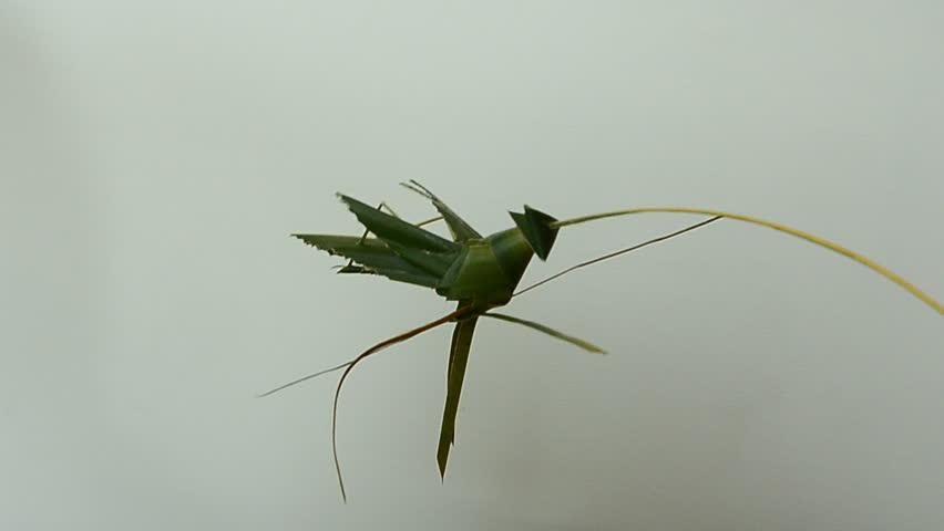 grasshopper toy