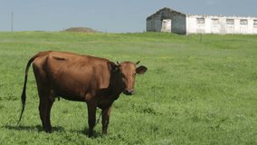 Grazing Cow in Summer Landscape