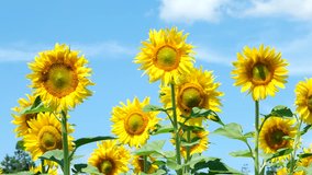 sunflower with blue sky and beautiful sun sunflower 4K 3840X2160 UHD 30fps 2160p video