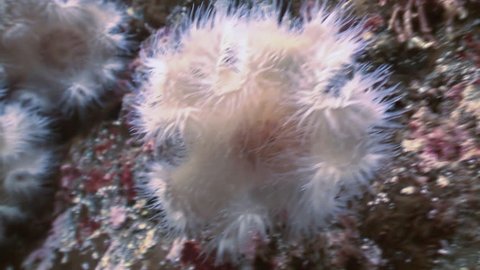 Sea white anemones actinia on a stone floor. Amazing, beautiful underwater world Japanese Japan Sea and life of its inhabitants, creatures and diving, travels with them. Wonderful experience in sea
