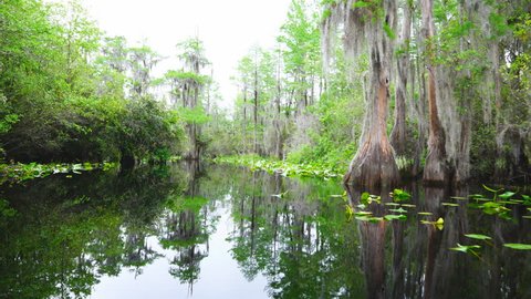 Cypress Swamp in south Georgia. Boat slowing moving through swamp during spring