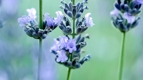 Macro of small lilac lavender flowers growing from thin plant stems surrounded by beautiful relaxing green bokeh, slow motion 30p