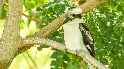 Beautiful wild Australian laughing kookaburra bird with large prominent beak watching it's surroundings from the safety of a tree branch during daytime includes sound, 4K 30p
