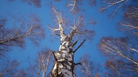 Slider shot of trunks of birch trees in winter forest
