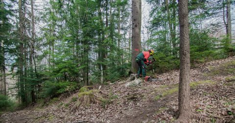 A forestman is cutting down a tree with an axe and the tree starts falling down. A man quickly moves away and watches the tree how he falls on the ground. Wide-angle shot.