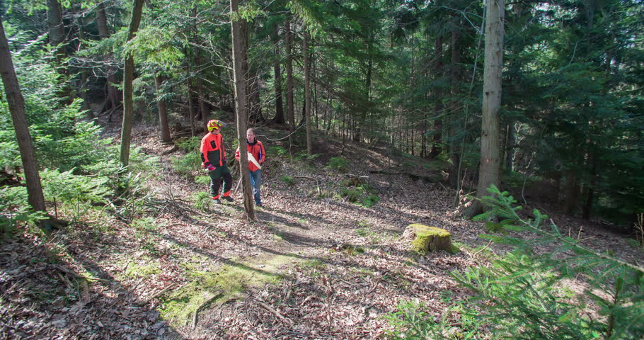 Two adult men are walking in the forest and they come across a nice spruce that they like. They are also looking to the treetop. Wide-angle shot.
