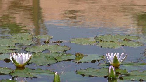 Three green frogs sitting on water lilies leaves behind pink white flowers