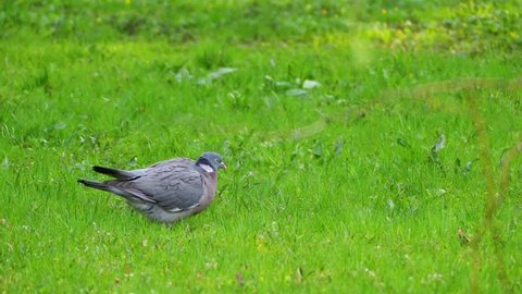 Common wood pigeon (Columba palumbus) is large species in dove and pigeon family. It belongs to Columba genus and belongs to family Columbidae. In southeast England - as culver.