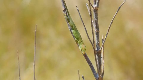 A Carolina anole (Anolis carolinensis) perches on vegetation in a scrubby habitat.