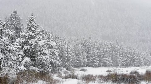 Winter snow fall in mountain cold pine tree wooded hill side 