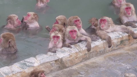 Onsen Monkeys in Pool of Hotspring Eating Food. Japanese Macaque Snow Monkey Troop.