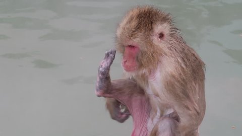 Japanese Macaque Snow Monkey Itching and Scratching in an Onsen Hot Spring Pool of Water