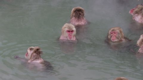 Japanese Macaque Snow Monkey Scratch and Sniffing in Onsen Hot Springs