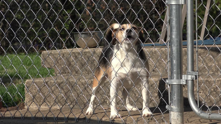dogs fence barking