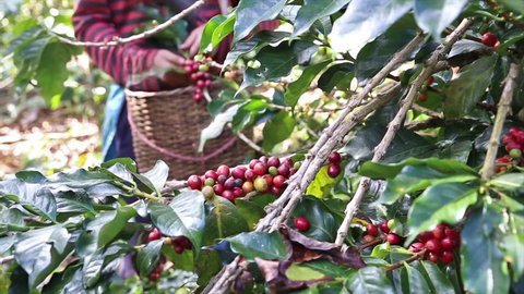 farmer hand picking arabica coffee berries in red and green on its branch tree at plantation