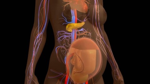Baby in womb 3d illustration