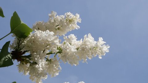 Spring white syringa flower in front of blue sky slow tilt 4K 3840X2160 30fps UltraHD footage - Common syringa vulgaris lilac tree branches outdoor 4K 2160p UHD video