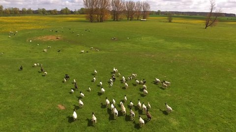 flight over running sheeps on green meadow 