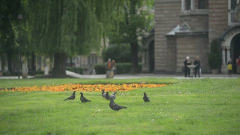 Bulgaria Sofia - doves pigeons fly off the grass