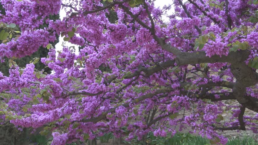 Beautiful violet tree in bloom.  Granada, Spain