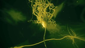 Realistic Glowing Neurone synapse network 3D animation in yellowish light. Flight through brain. Seamless loop. See our portfolio for other color looks.