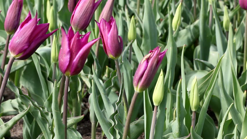 Purple Tulips in the Wind Stock Footage Video (100% Royalty-free ...