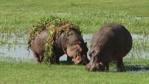 Two hippos grazing in a swamp.