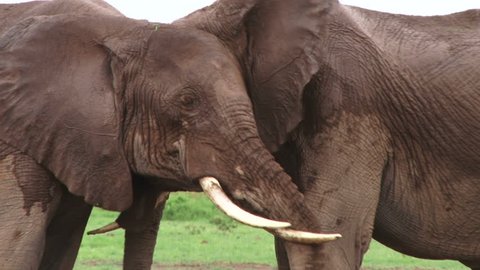 Elephants touching tusks of each other.