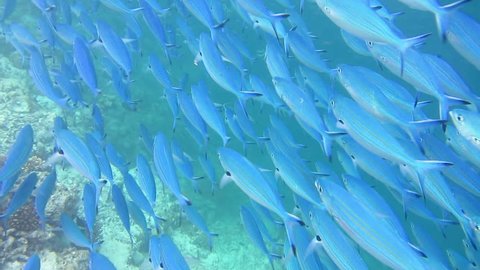 School of fusilier fish, swimmming over reef in maldives