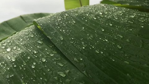 Banana leaf shake with the force of wind sound thunderclap and rain
