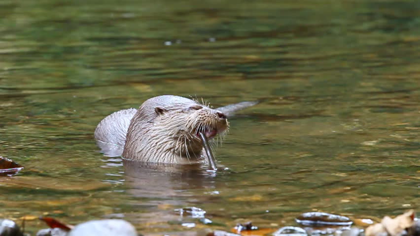 River Otter having lunch with a great appetite, shot in the wild in Ecuadorian