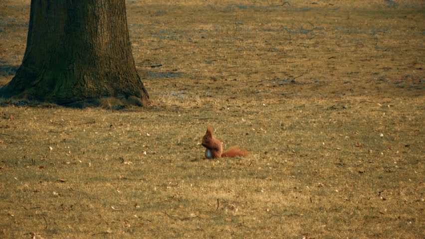 Squirrel eating nuts in the field. | Shutterstock HD Video #16409992